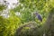 A Great Blue Heron in Frontera Audubon Society, Texas