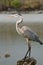 Great Blue Heron, Galapagos, Ecuador