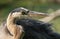 Great blue heron gets a close up heads hot in the wetlands