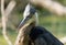 Great blue heron gets a close up heads hot in the wetlands