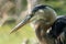 Great blue heron gets a close up heads hot in the wetlands