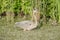 Great blue heron gets a close up while in the shallows of the wetlands