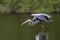 Great blue heron getting ready to take flight off of pole. Side view