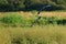 Great blue heron gliding in marsh