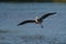 Great blue heron gliding at seaside