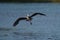 Great blue heron gliding at seaside