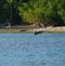 Great blue heron gliding at seaside