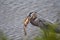 Great Blue Heron with a Golden Carp in it`s mouth