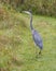 Great Blue Heron On Grass With Foot Up