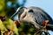 Great Blue Heron at Green Cay Wetlands