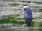 Great Blue Heron in green marsh water Montezuma National Wildlife Refuge