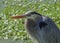 Great blue heron, green swamp plants