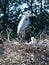 Great Blue Heron Guarding Hatchlings