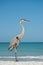 Great Blue Heron on a Gulf Coast Beach