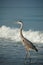 Great Blue Heron on a Gulf Coast Beach with Waves