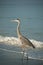 Great Blue Heron on a Gulf Coast Beach with Waves