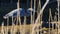 A Great Blue Heron Hides Behind Marsh Reeds