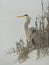 Great Blue Heron Hiding in the Beach Foliage on a Foggy Winter Morning