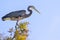 Great Blue Heron High Up In A Tree