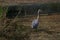 Great Blue Heron on the hunt, wading.