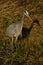 Great Blue Heron Hunting