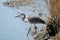 Great Blue Heron hunting