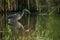 Great Blue Heron hunting