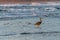 Great Blue Heron  Hunting Crabs