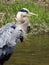 Great Blue Heron hunting on Fall Creek Ithaca