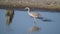 Great blue heron hunting in the marsh