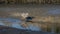 Great Blue Heron Hunting in Marsh