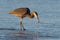 Great Blue Heron Hunting in the Surf