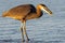 Great Blue Heron Hunting in the Surf