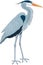 Great Blue Heron Illustration