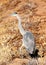 Great Blue Heron with Injured Leg