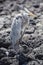 Great blue heron with its neck pulled in, Galapagos