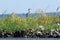 Great Blue Heron on jetty