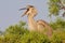 Great Blue Heron (Juvenile)