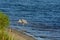 Great Blue Heron killing and eating a Boa snake. At Okeechobee lake, Okeechobee County, Okeechobee Florida, USA