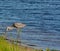 Great Blue Heron killing and eating a Boa snake. At Okeechobee lake, Okeechobee County, Okeechobee Florida, USA