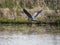 Great Blue Heron on a lake in Geist Park Fishers, Indiana