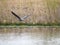 Great Blue Heron on a lake in Geist Park Fishers, Indiana