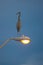 Great Blue Heron on lamp post