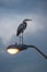 Great Blue Heron on lamp post