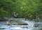 Great Blue Heron Landing on a Boulder in the Little River Great Smokies Mountains National Park