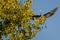 Great Blue Heron Landing in a Golden Autumn Tree