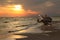 Great Blue Heron Lands on the Beach as the Sun Sets