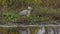 Great blue heron with a large fish in Florida pond