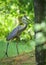 Great blue heron. Large wading bird in heron family Ardeidae.