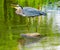 Great Blue Heron Laughing Pond Vanier Park Vancouver Canada